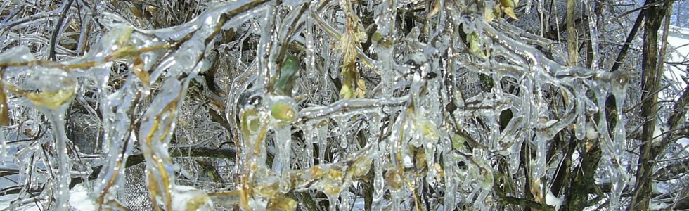 Ice Storm in the U.S. in December 2007